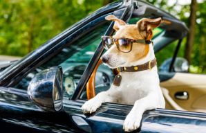 Dog-Safe Driving