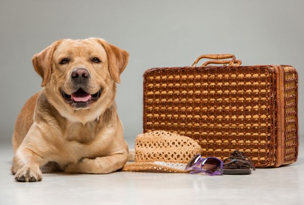 dog ready to travel