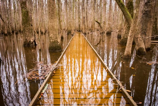 Congaree: Knee-Deep in Nature