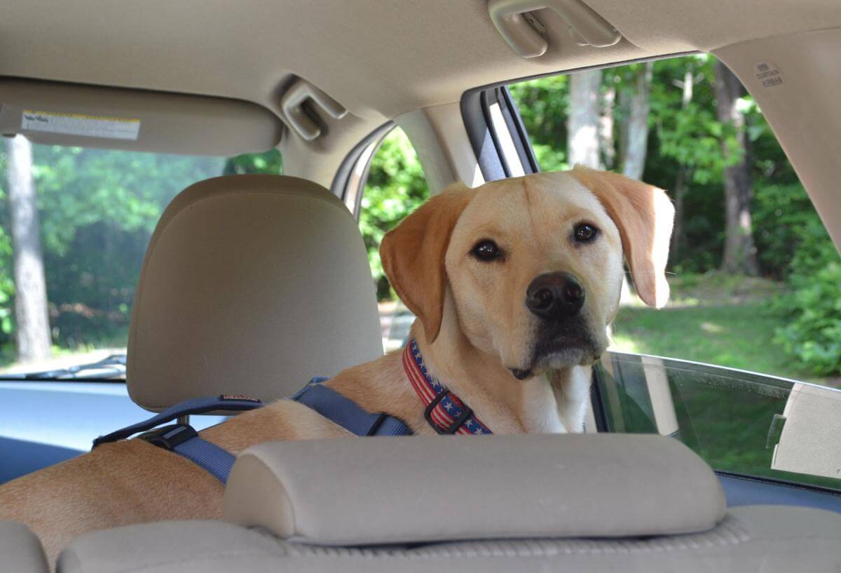 Labrador in a car
